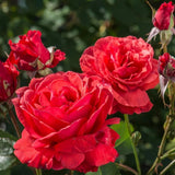 Trandafir Floribunda rosu-coral Duftwolke, cu parfum seducator de intens
