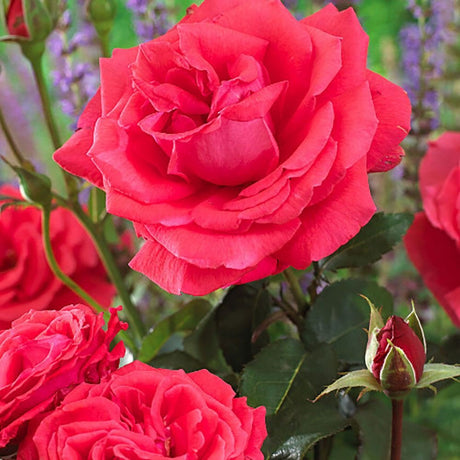 Trandafir Floribunda rosu-coral Duftwolke, cu parfum seducator de intens