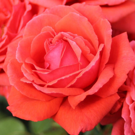 Trandafir Floribunda rosu-coral Duftwolke, cu parfum seducator de intens