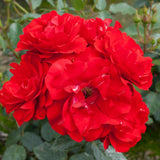 Trandafir Floribunda rosu Montana, cu parfum intens