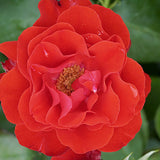 Trandafir Floribunda rosu Montana, cu parfum intens