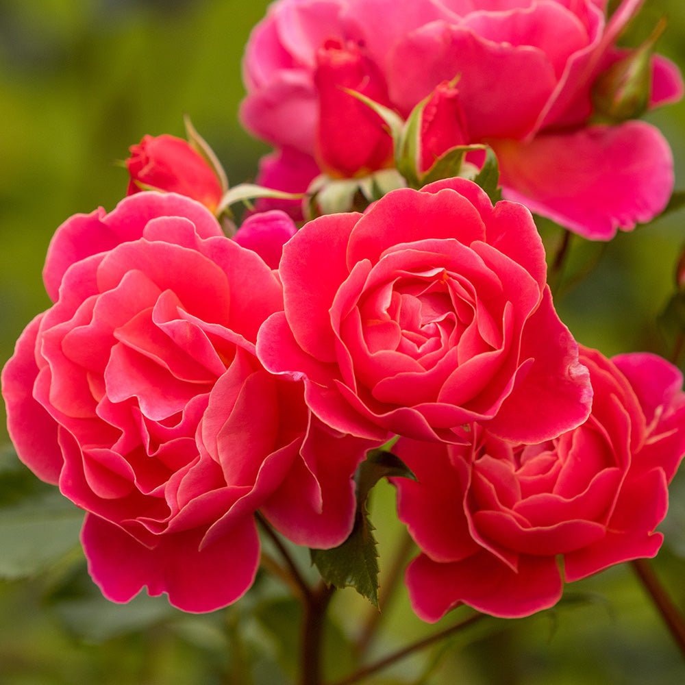 Trandafir Floribunda rosu-portocaliu-somon Melusina, inflorire repetata