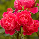 Trandafir Floribunda rosu-portocaliu-somon Melusina, inflorire repetata