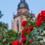 Trandafir Floribunda rosu Stadt Eltville, inflorire repetata