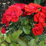 Trandafir Floribunda rosu Stadt Eltville, inflorire repetata