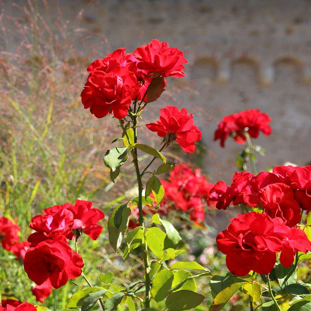 Trandafir Floribunda rosu Stadt Eltville, inflorire repetata
