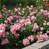 Trandafir Floribunda roz Home & Garden, inflorire repetata