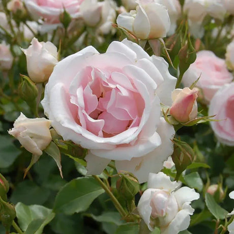 Trandafir Floribunda roz-pal Ballade, inflorire repetata
