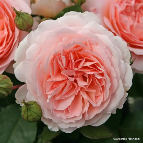 Trandafir floribunda roz-pal Märchenzauber, cu parfum intens