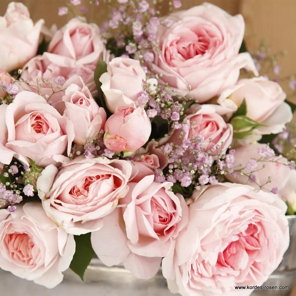Trandafir floribunda roz-pal Märchenzauber, cu parfum intens