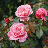 Trandafir Floribunda roz-pastel Wildberry, parfum intens