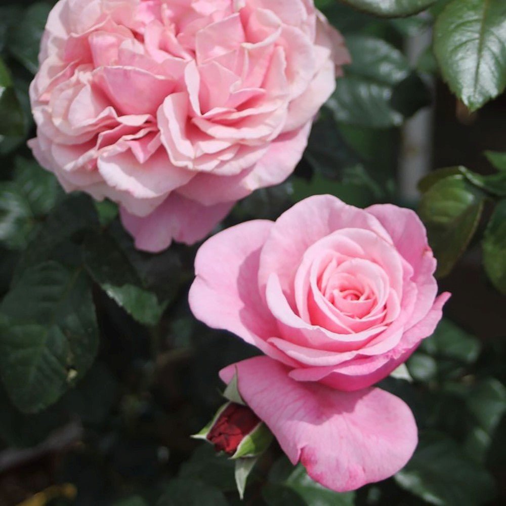 Trandafir Floribunda roz-pastel Wildberry, parfum intens