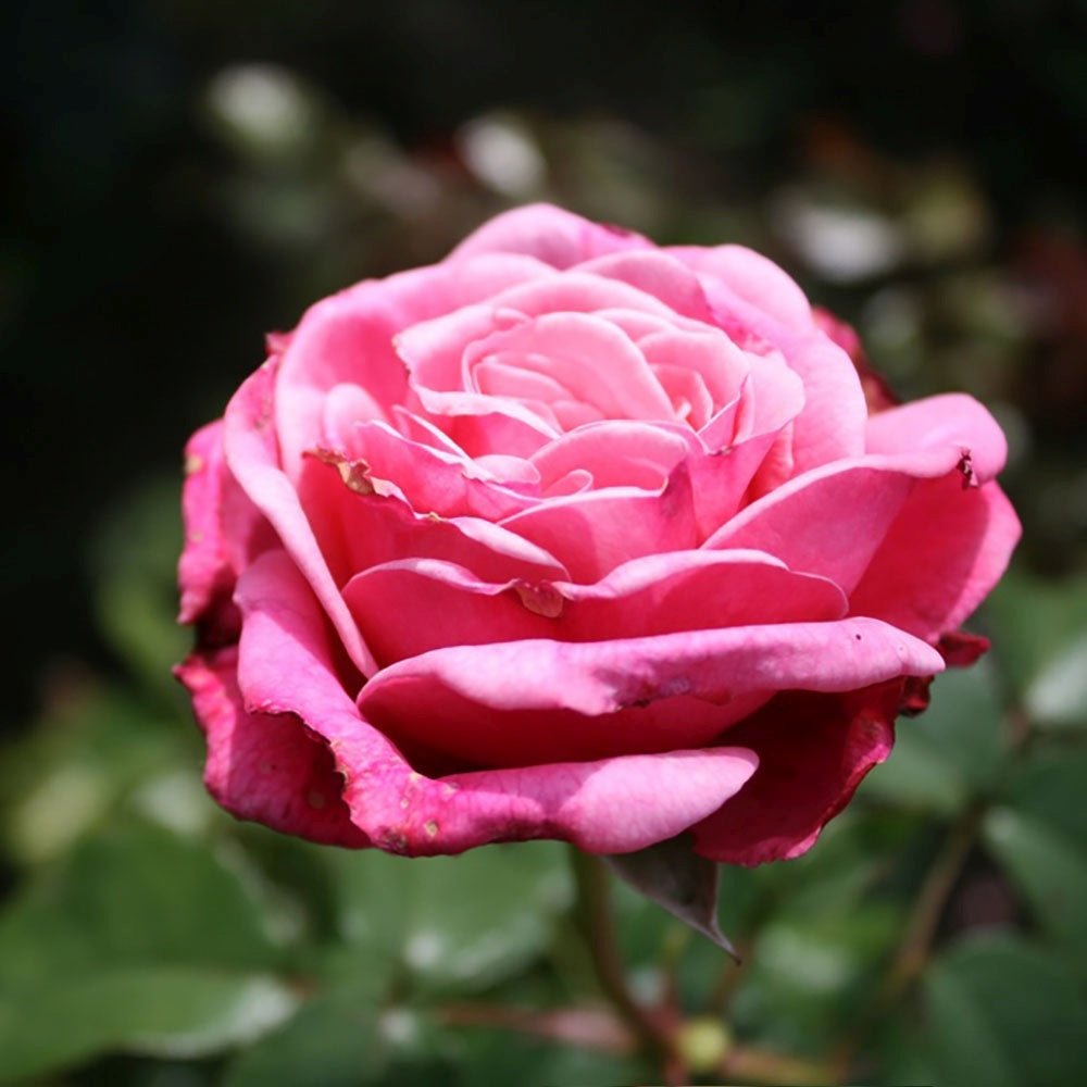 Trandafir Floribunda roz-pastel Wildberry, parfum intens