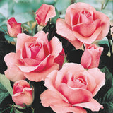Trandafir Floribunda roz The Queen Elizabeth Rose, inflorire repetata