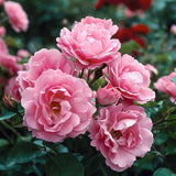 Trandafir Floribunda roz The Queen Elizabeth Rose, inflorire repetata