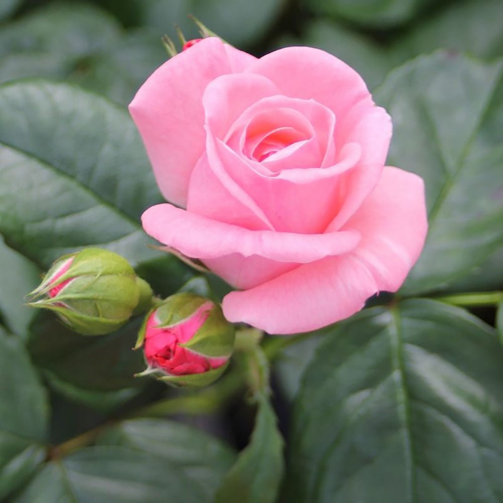 Trandafir Floribunda roz The Queen Elizabeth Rose, inflorire repetata