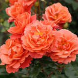 Trandafir Floribunda portocaliu-somon Theodor Fontane, inflorire repetata