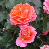 Trandafir Floribunda portocaliu-somon Theodor Fontane, inflorire repetata