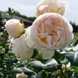 Trandafir Floribunda roz-crem pastel Uetersener Klosterrose, parfum intens