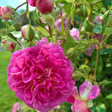 Trandafir Floribunda violet-albastru Starlet Rose Melina, parfum intens