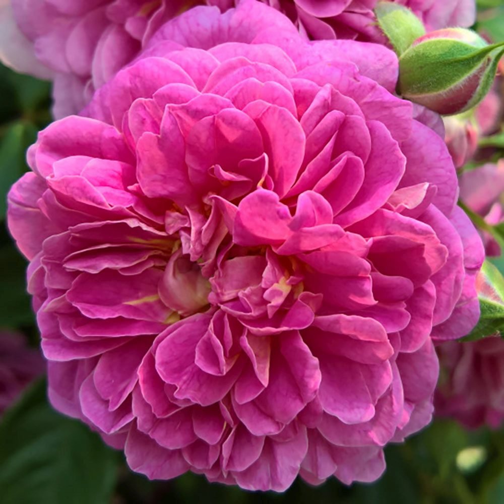 Trandafir Floribunda violet-albastru Starlet Rose Melina, parfum intens