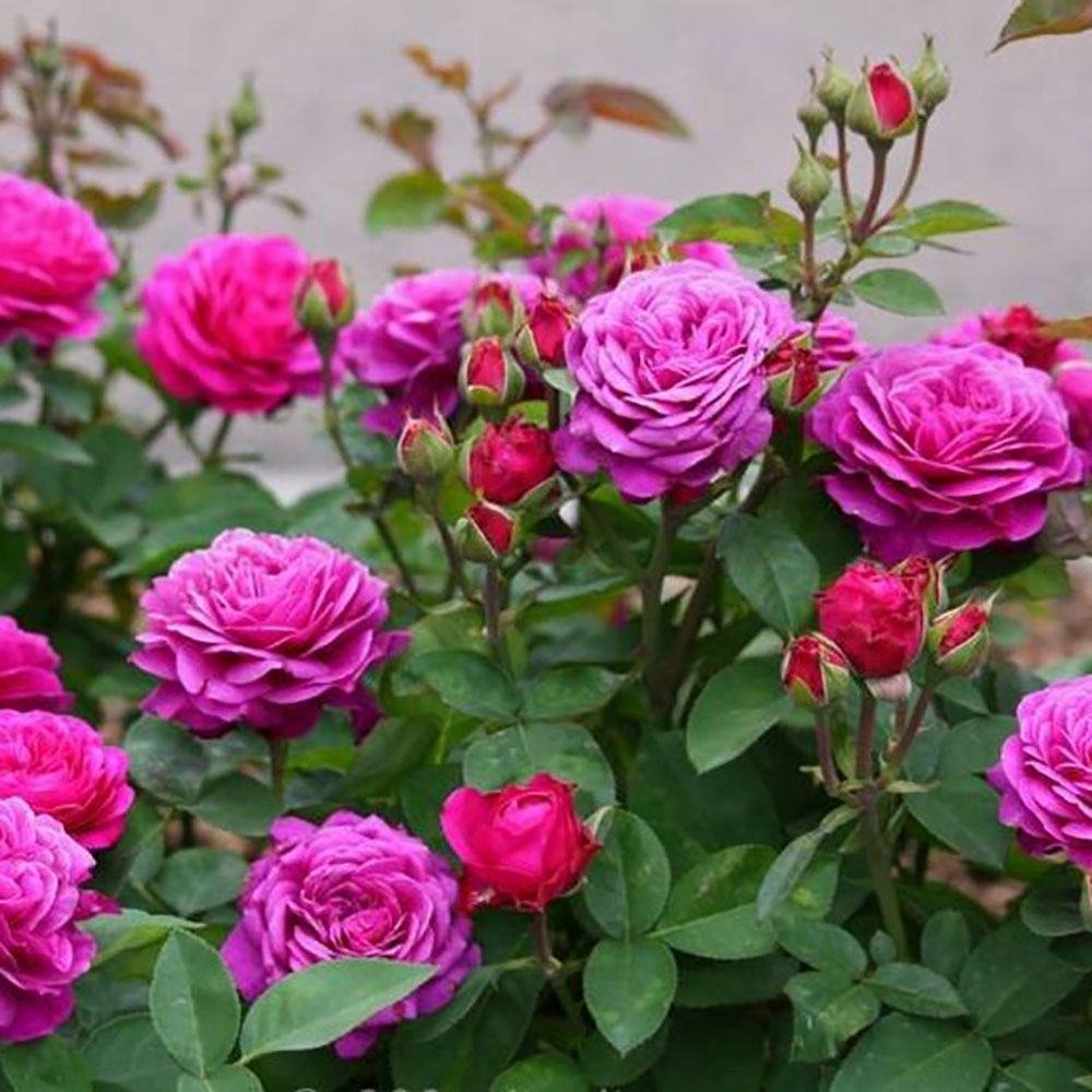 Trandafir Floribunda violet Heidi Klum, parfum intens