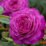 Trandafir Floribunda violet Heidi Klum, parfum intens