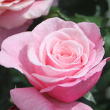 Trandafir Floribunda roz-pastel Wildberry, parfum intens