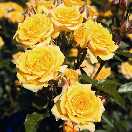 Trandafir Pitic Floribunda galben Yellow Clementine, inflorire repetata