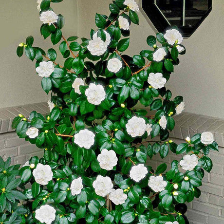 Trandafir Japonez Camellia Miss Lyla, cu flori albe duble