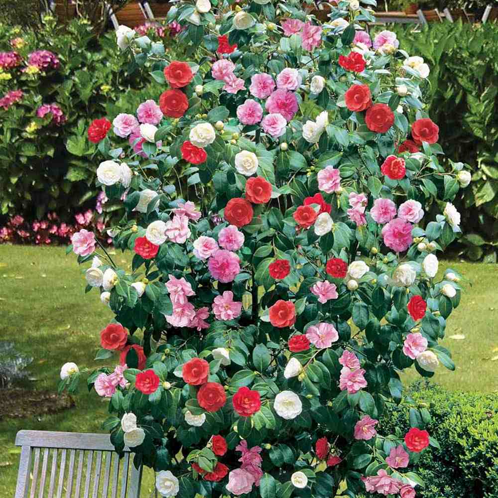 Trandafir Japonez Camellia Tricolor, cu flori roz-alb-rosu