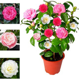 Trandafir Japonez Camellia Tricolor, cu flori roz-alb-rosu