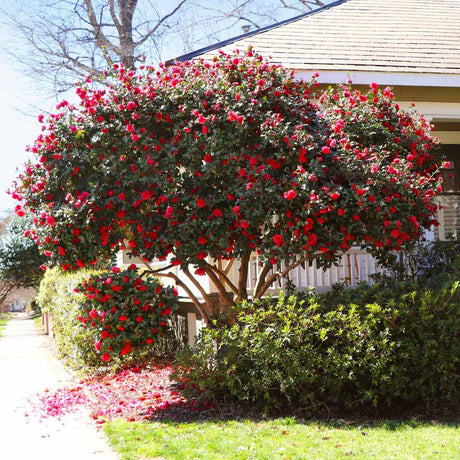 Trandafir Japonez Camellia Kramers Supreme, cu flori rosii-inchis