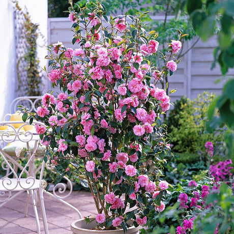 Trandafir Japonez Camellia Spring Festival, cu flori roz-pal