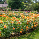 Trandafir Lady of Shalott, cu flori portocalii foarte parfumate