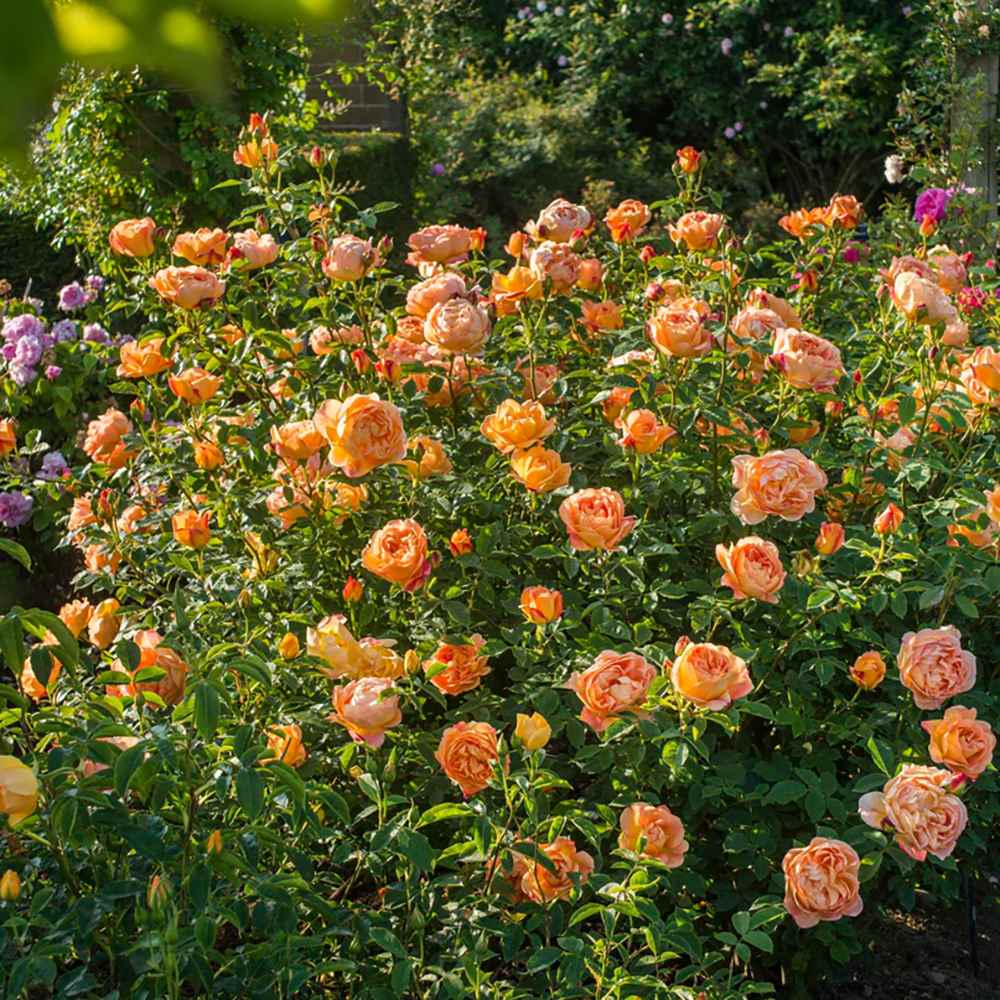 Trandafir Lady of Shalott, cu flori portocalii foarte parfumate