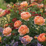 Trandafir Lady of Shalott, cu flori portocalii foarte parfumate