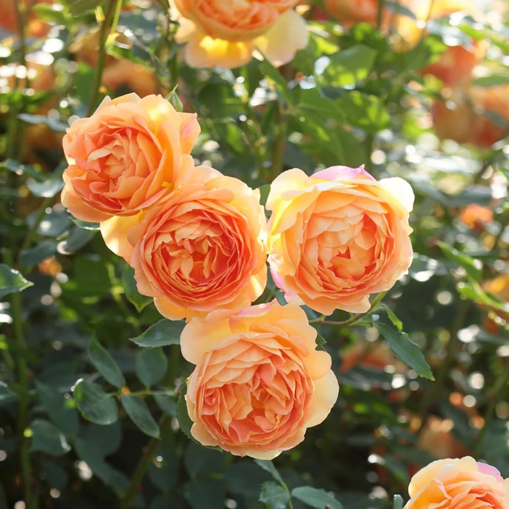 Trandafir Lady of Shalott, cu flori portocalii foarte parfumate