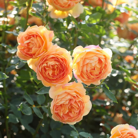 Trandafir Lady of Shalott, cu flori portocalii foarte parfumate
