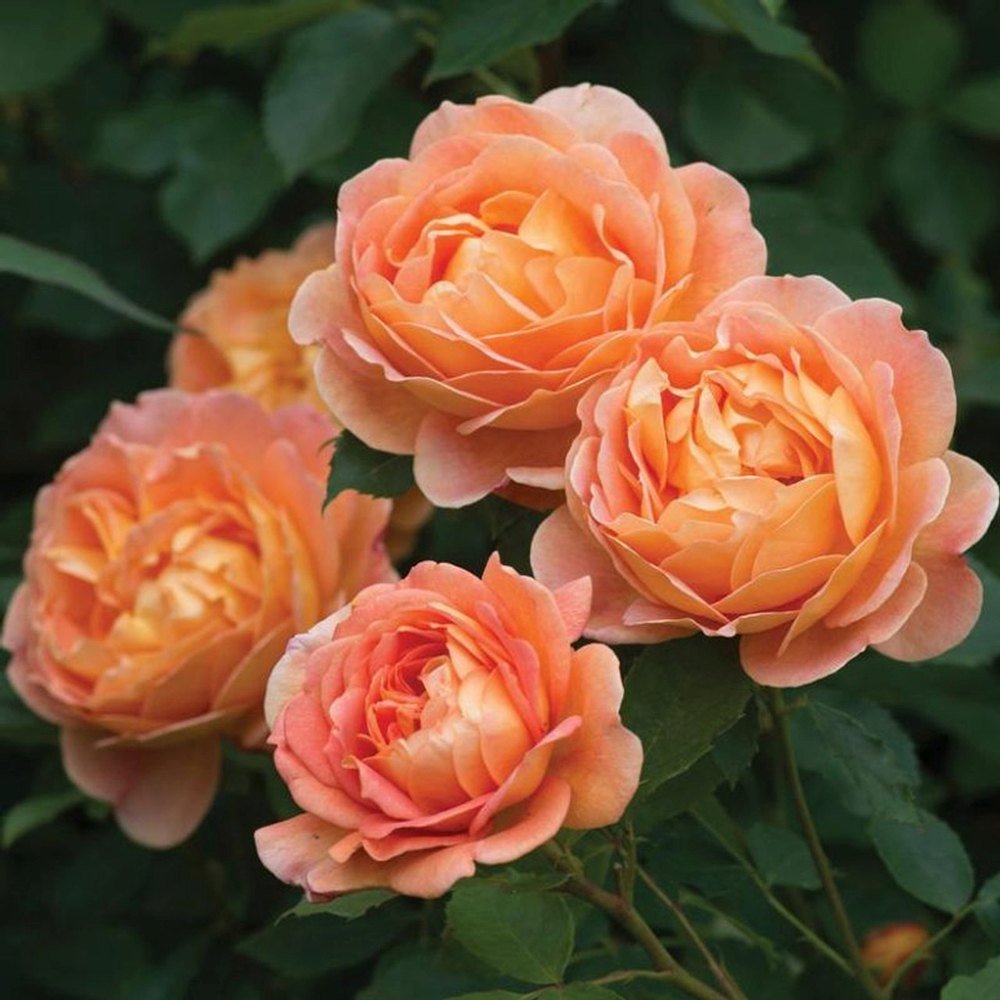 Trandafir Lady of Shalott, cu flori portocalii foarte parfumate