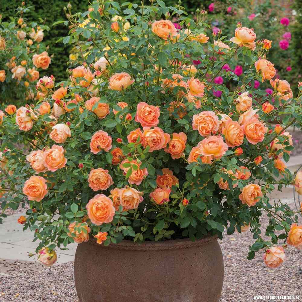 Trandafir Lady of Shalott, cu flori portocalii foarte parfumate