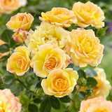 Trandafir tarator Galben Yellow Fairy, inflorire repetata