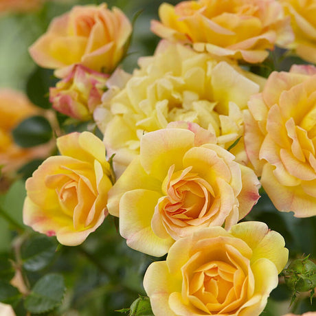Trandafir tarator Galben Yellow Fairy, inflorire repetata