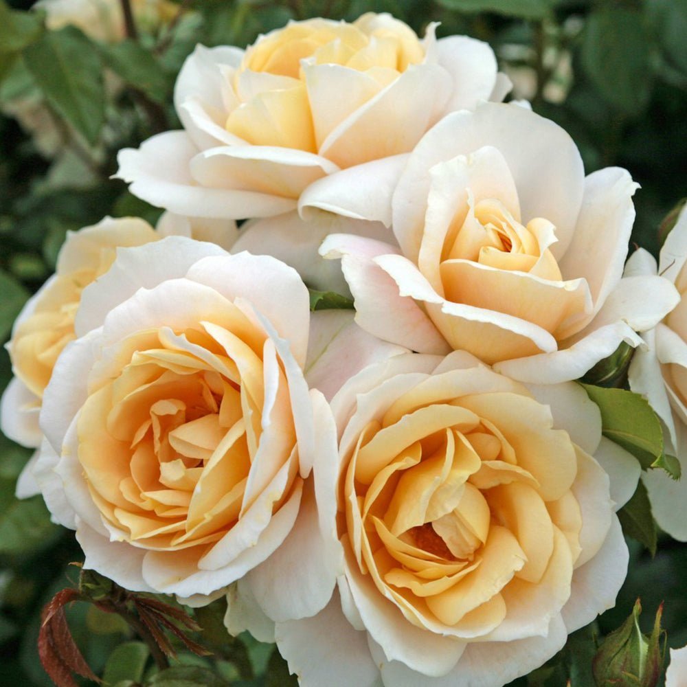 Trandafir Pomisor alb-cais Lions-Rose, inflorire repetata