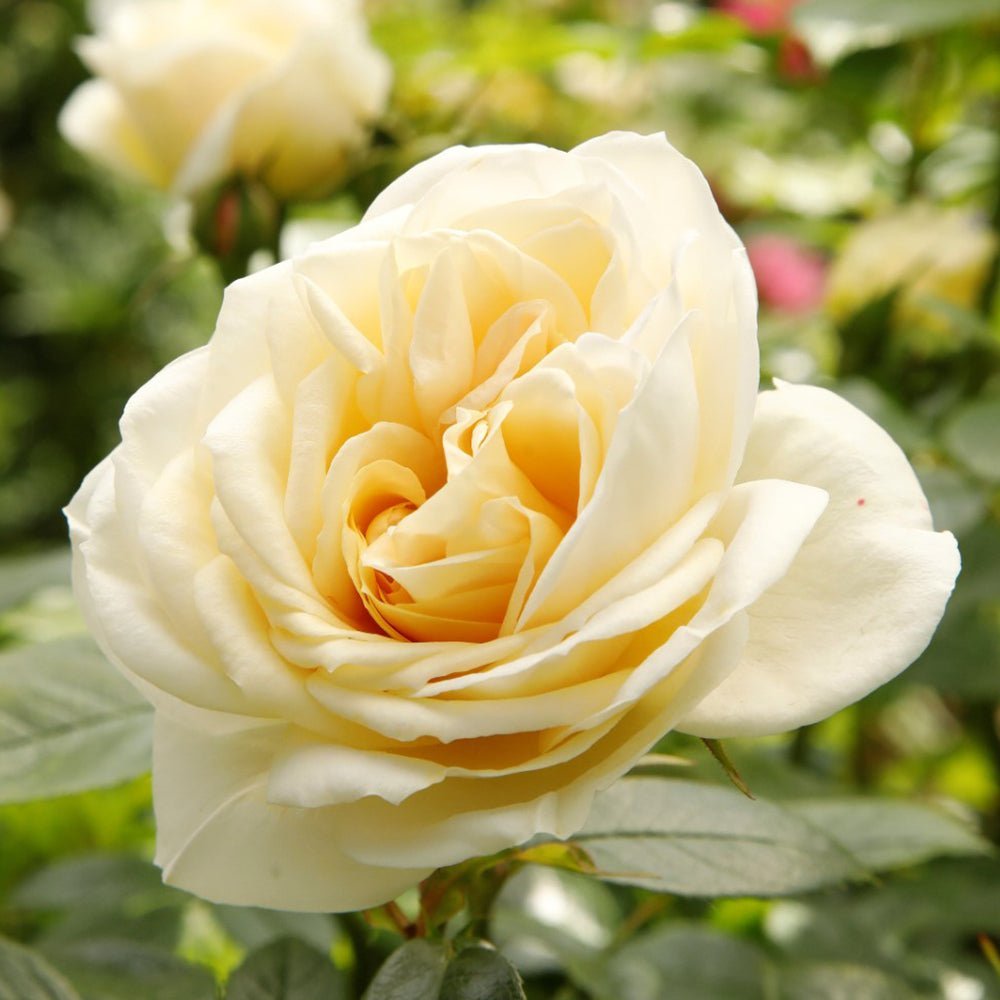 Trandafir Pomisor alb-cais Lions-Rose, inflorire repetata