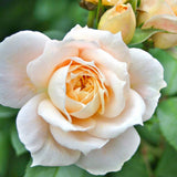 Trandafir Pomisor alb-cais Lions-Rose, inflorire repetata