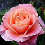 Trandafir Pomisor Floribunda roz-cais Marie Curie, inflorire repetata
