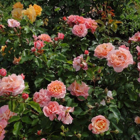 Trandafir Pomisor Floribunda roz-cais Marie Curie, inflorire repetata