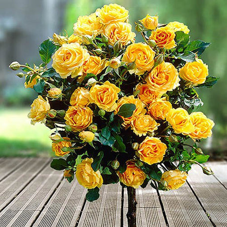 Trandafir Pomisor galben Royal Yellow, inflorire repetata