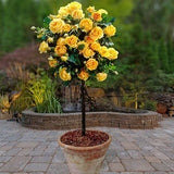 Trandafir Pomisor galben Royal Yellow, inflorire repetata